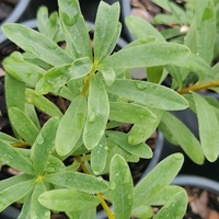 Daphne x transatlantica 'Eternal Fragrance'